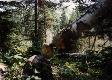 Tree gnawed by beaver