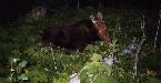 Cow at Daisy Farm